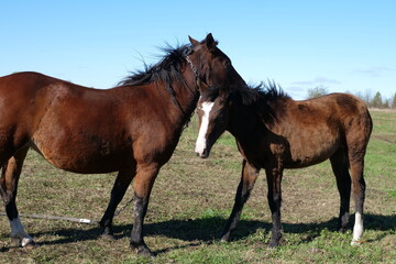 Obraz premium Horses graze in the field. Agriculture. Caring for horses.