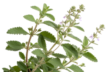 Water germander isolated on white background