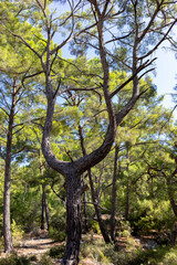 Unique twisted pine tree surrounded by lush greenery in a serene forest environment