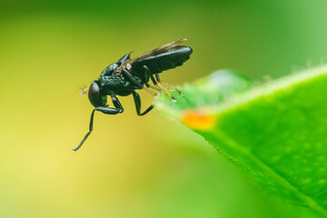 Black soldier fly resting on a vibrant green leaf