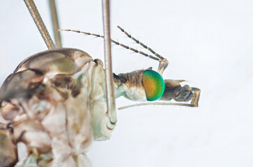 Crane fly showing large green and yellow eyes and long legs
