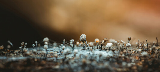 Mold growing on rotten wood with spiderwebs in forest