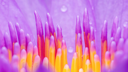 Close-up of purple and yellow lotus flower pistils showing vibrant colors