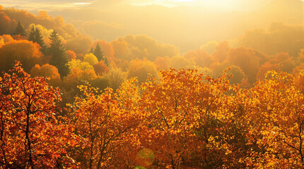 Autumn foliage in a misty forest.