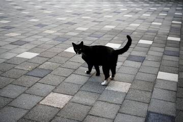 공원의 터줏대감 검은 고양이