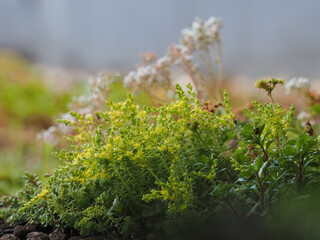 Pungent stonecrop with other sedum species on a green roof for natural urban cooling
