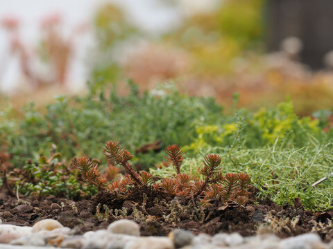 Different sedum species on a green roof for natural urban cooling