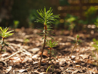 Small Korean fir seedlings in the undergrowth, the forest of tomorrow