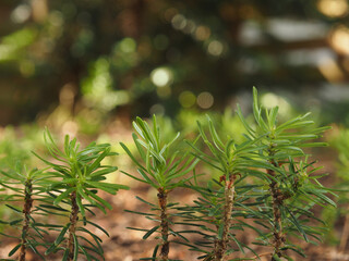 Small Korean fir seedlings in the undergrowth, the forest of tomorrow