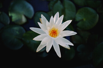 여름철 맑고 밝은 수련 꽃