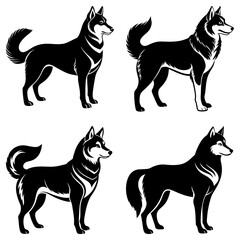 Four black and white husky dogs in various poses standing with fluffy tails and attentive expressions