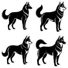 Four black and white husky dogs standing in different poses with tails curled and alert expressions shown here