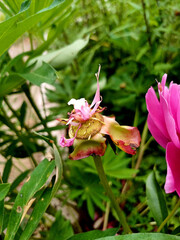 Beautiful blooming flower with vibrant colors in a lush garden during the afternoon