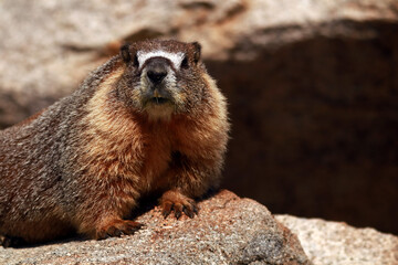 Groundhog close-up in the mountains looking into the lens