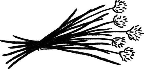 Artistic sketch of chives with long stems for culinary design and botanical inspiration