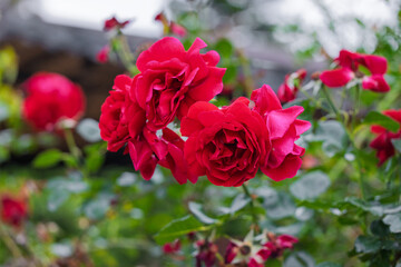 Close-up of a red rose flowers at climbing rose bush in springtime garden. Red roses in green background