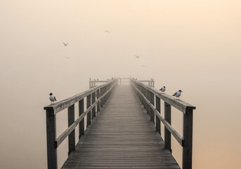 Obraz premium Tranquil Pier Leading into Foggy Lake with Seabirds Perched on Posts in Minimalist Monochrome Morning Light