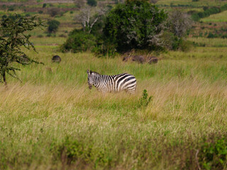 Bashful Zebra