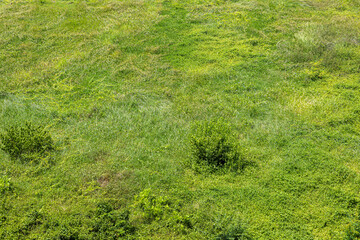 Lush Varied Green Grass Field Texture