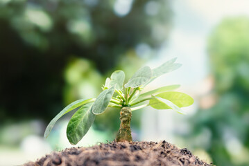 Close-up of a tree in a neutral background growing trees in nature and beautiful morning light