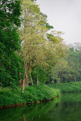 Lush greenery and tranquil waters reflect peaceful nature setting in early morning light