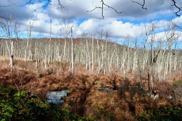 Bare Birch Trees in a Field of Tall, Brown Grass