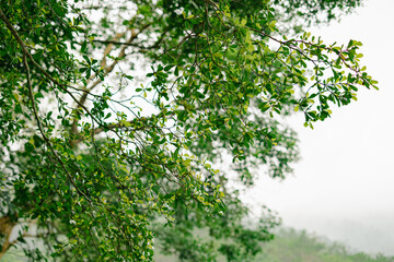 Lush green leaves swaying gently in the morning mist amidst a serene landscape, showcasing nature's beauty and tranquility