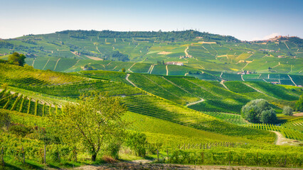 Fototapeta premium Vineyards on the rolling hills near the town of Barolo in the Langhe area, Piedmont, Italy