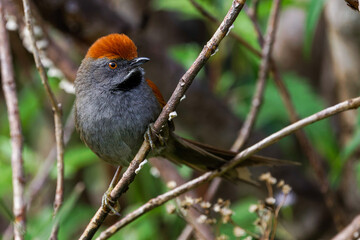 Spix's Spinetail - Synallaxis spixi