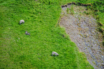 Steep hill slope blanketed in fresh green grass with two horned sheep grazing, forming a beautiful...