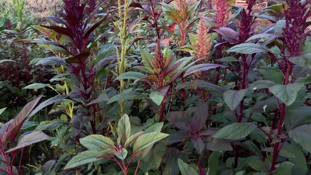 Red amaranth organic vegetable plant in Indian agriculture farm