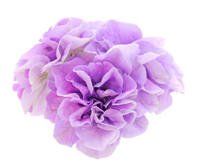 Beautiful flowers petunia.