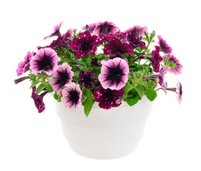 Bouquet of flowers petunia in a pot.Mix.