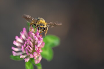 アカツメグサの蜜を集めるミツバチ