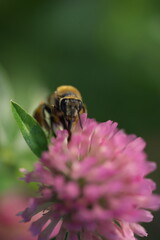 アカツメグサの蜜を集めるミツバチ