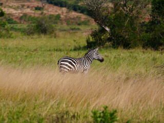 Zebra Posing