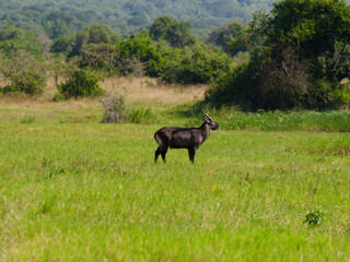 Waterbuck Side Profile