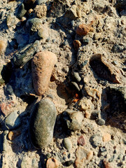 Textured surface of various stones and pebbles under sunlight in a natural setting