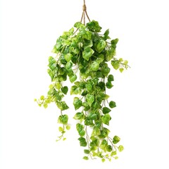 A vibrant hanging ivy plant with lush green leaves cascading downward, perfect for indoor decoration and adding a natural touch to any space.
