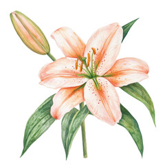 Fototapeta premium Lily Watercolor Flower Illustration: Decorative Art for Feminine or Spa Branding, PNG