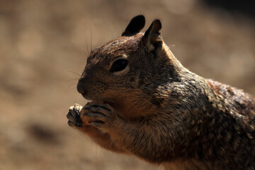 A squirrel on a brown background is gnawing a nut. Close-up. Side view.