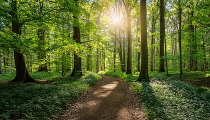 Fototapeta premium sunlit forest path surrounded by lush spring green trees creating a serene and tranquil nature scene