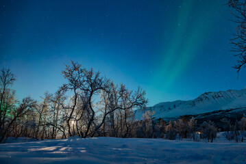 Fototapeta premium Northern Lights and Moonlit Birch Wood at the Outskirts of Tromsø, Arctic Norway