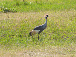 Grey-crowned Crane