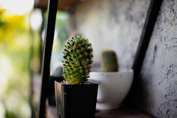 cactus in a flowerpot