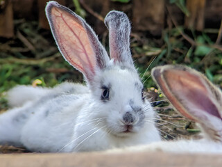 Close-up portrait of an adorable white rabbit with distinctive blue eyes and long ears, resting...