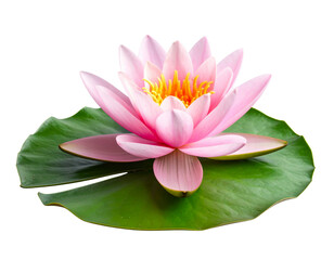 Minimalist Pink Water Lily with Green Lily Pad &ndash; Side Perspective PNG