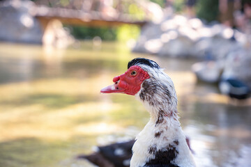 Naklejka premium Closeup of wet muscovy duck with red face and blurred stream background in daylight