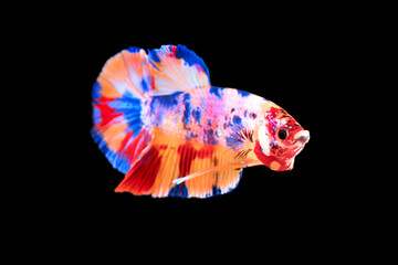 Male betta galaxy koi poster, plakat fighting fish betta splendens underwater swimming. Thai candy...