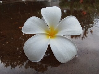 A delicate white frangipani flower lies on a glistening wet surface. Its yellow center adds a soft warmth to the cool tones. Gentle droplets highlight the smoothness of each petal